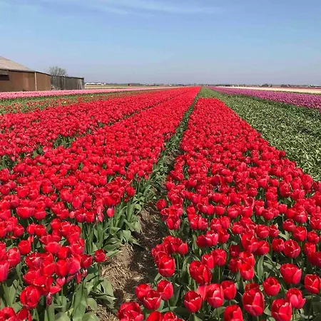 Strandslag Casa Brownie Julianadorp