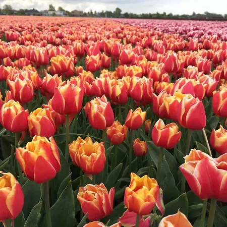 Apartamento Strandslag Casa Brownie *