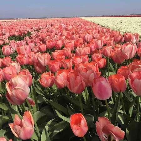 Apartamento Strandslag Casa Brownie *