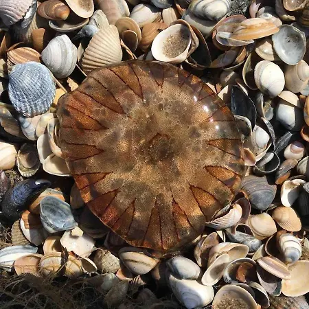 Strandslag Casa Brownie Apartamento *