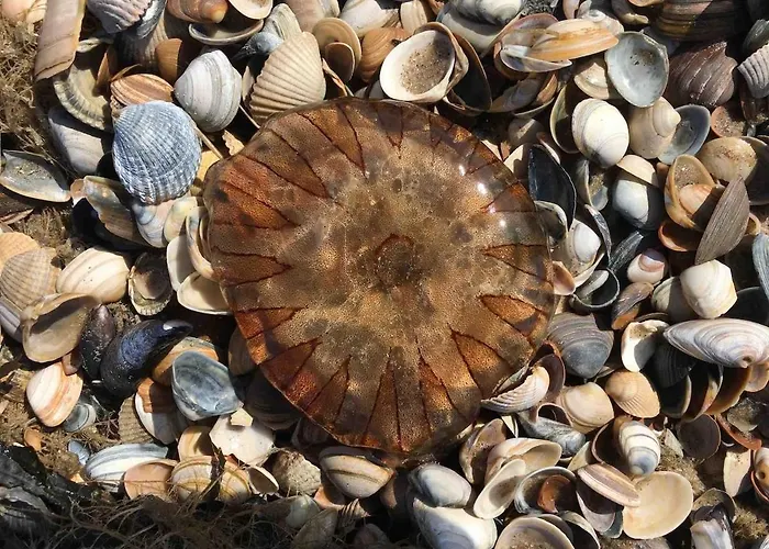 Strandslag Casa Brownie Διαμέρισμα *