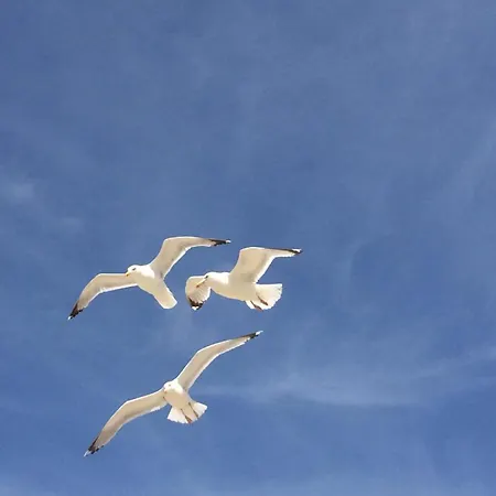 Appartement Strandslag Casa Brownie *