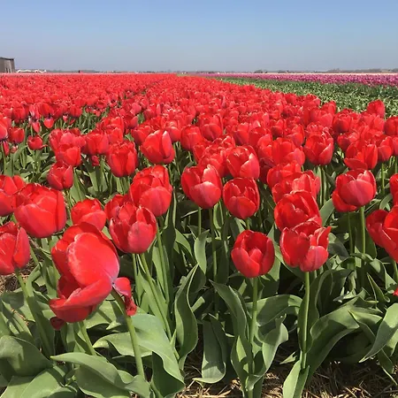 Strandslag Casa Brownie Appartement Julianadorp