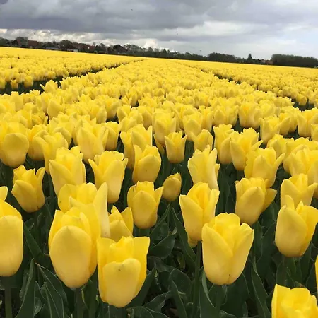 Appartement Strandslag Casa Brownie