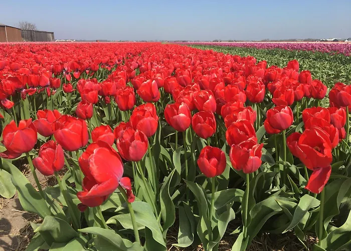 Strandslag Casa Brownie דירה יוליאנאדורפ