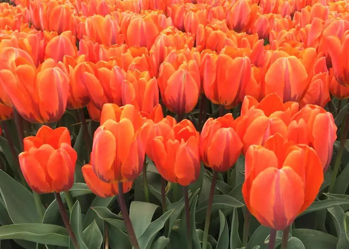 Strandslag Casa Brownie דירה יוליאנאדורפ