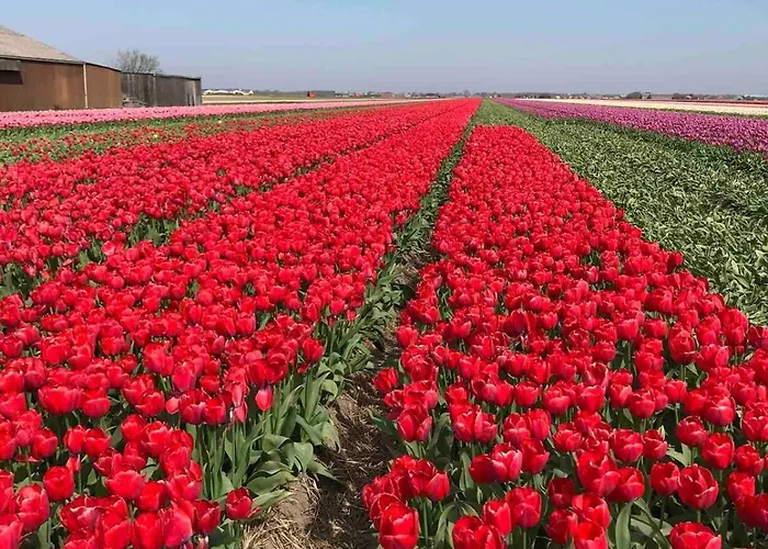 Strandslag Casa Brownie יוליאנאדורפ