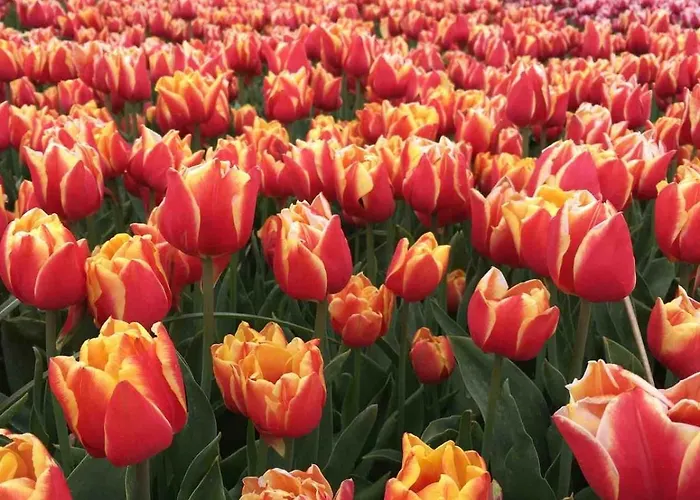 דירה Strandslag Casa Brownie *