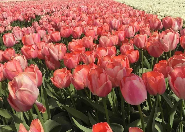 דירה Strandslag Casa Brownie *