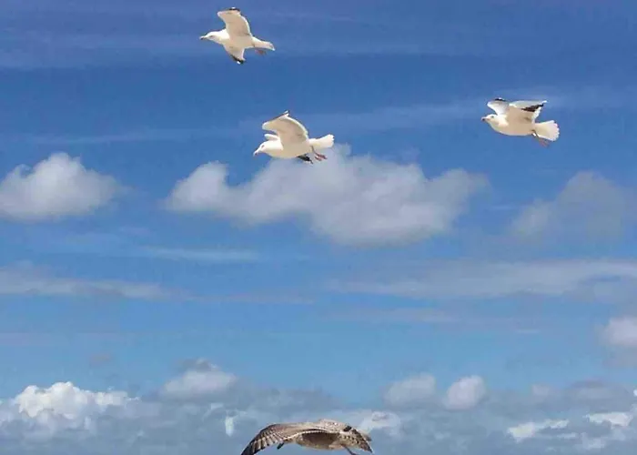 Strandslag Casa Brownie דירה יוליאנאדורפ